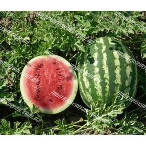 Кримсон Свит семена арбуза среднего Lark Seeds/Ларк Сидс