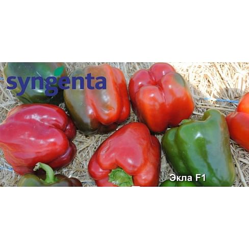 Экла F1 семена перца сладкого раннего Syngenta/Сингента