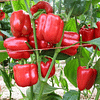 Красный Рыцарь F1 (Red Knight F1) семена перца сладкого раннего 500 семян Seminis/Семинис