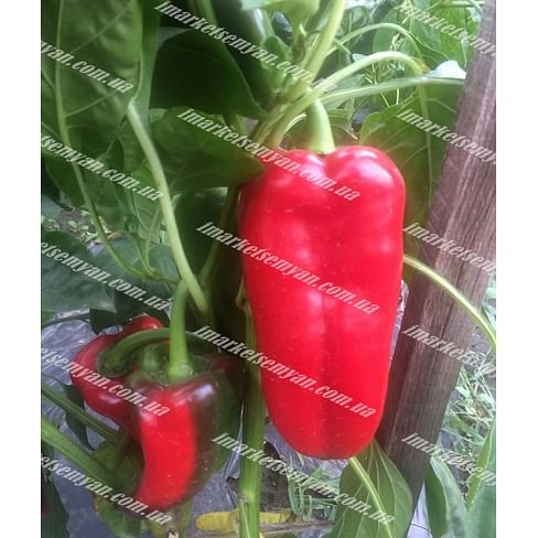 Слон F1 семена перца сладкого 500 семян Lark Seeds/Ларк Сидс