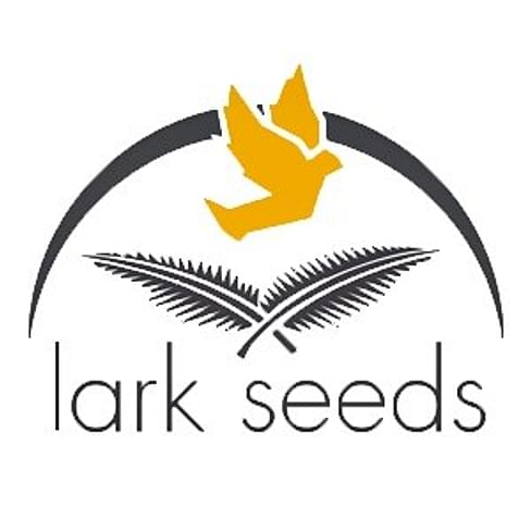 Танд F1 семена перца сладкого 500 семян Lark Seeds/Ларк Сидс