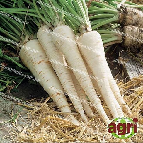 Ланже семена петрушки корневой Agri Saaten