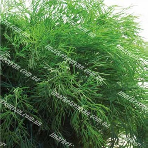 Адмирал семена укропа 100 грамм Lark Seeds/Ларк Сидс