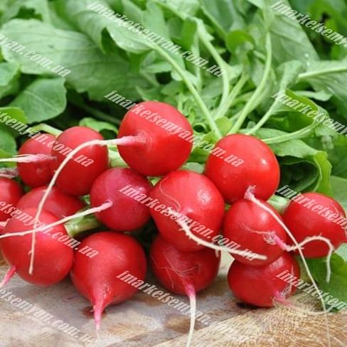 Шахри семена редиса 250 грамм Hazera