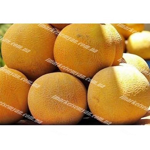 ЮГ 160 F1 семена дыни тип Галия средней 1 000 семян United Genetics