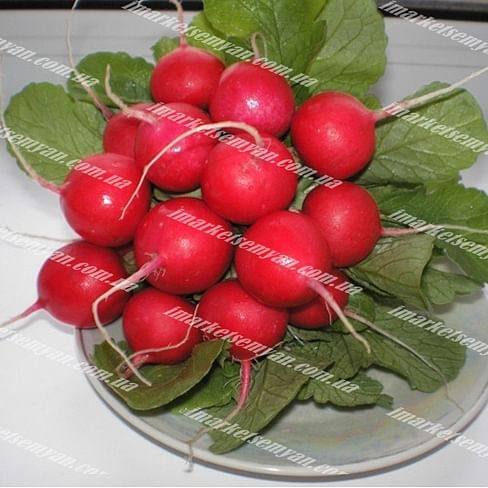 Кирше семена редиса раннего Agri Saaten