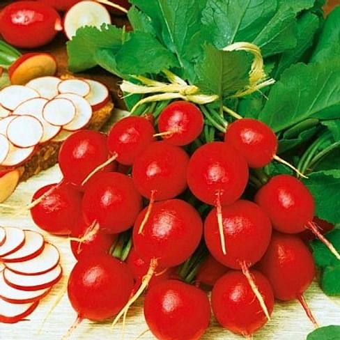 Донар F1 семена редиса 10 000 семян Syngenta/Сингента