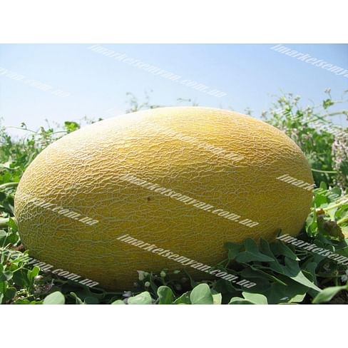 Корса F1 семена дыни тип Ананас среднеранней Agri Saaten
