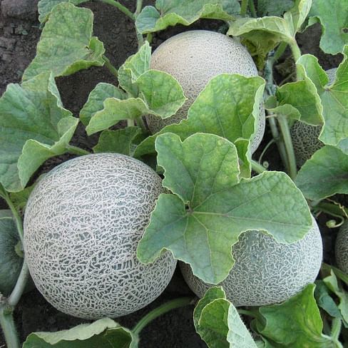 КС 7049 F1 семена дыни тип Cantaloupe Kitano/Китано