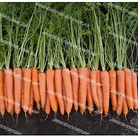Волкано F1 (VD) семена моркови Нантес поздней 100 000 семян Vilmorin/Вилморин