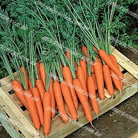 Престо F1 семена моркови Нантес ранней (18-20 мм) Vilmorin/Вилморин