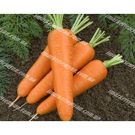 Олимпо F1 семена моркови Шантане поздней 100 000 семян Vilmorin/Вилморин