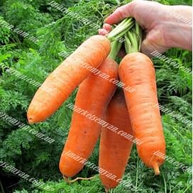 Диаменто F1 (VAC 75 F1) семена моркови Шантане средней 100 000 семян Vilmorin/Вилморин