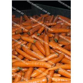 Бангор F1 (PR 1,8-2,0мм) семена моркови Берликум средней Bejo/Бейо
