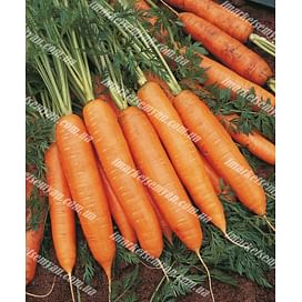 Бангор F1 (PR 2,0-2,2мм) семена моркови Берликум средней Bejo/Бейо