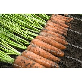 Каскад F1 (PR 1,8-2,0мм) семена моркови Шантане ранней Bejo/Бейо