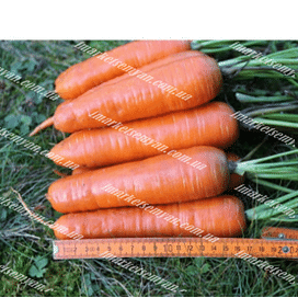 Альтона F1 семена моркови Курода/Шантане средней Agri Saaten