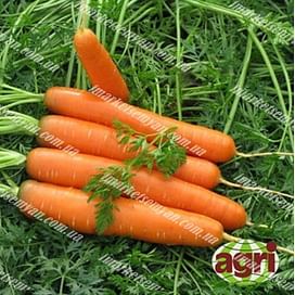 Люсия F1 семена моркови Нантес среднеранней Agri Saaten