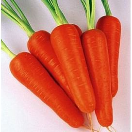 Абако F1 (Abaco F1) семена моркови Шантане (1,4-1,6) Seminis/Семинис