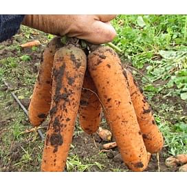 Грета F1 семена моркови Нантес среднеспелой Lucky Seed