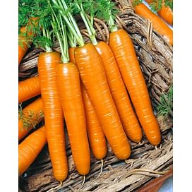 Романс F1 семена моркови Нантес (1,6-1,8) позднеспелой 100 000 семян Nunhems