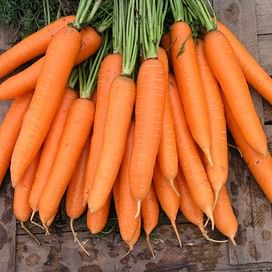 Сиркана F1 семена моркови Нантес (1,8-2,0)) среднеспелой 100 000 семян Nunhems