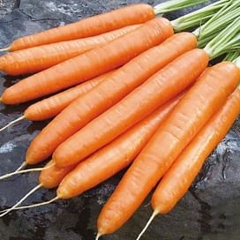 Элеганс F1 семена моркови Нантес (1,6-1,8) поздней 100 000 семян Nunhems