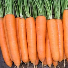 Колтан F1 семена моркови Нантес/Флакке (1,8-2,0) поздней 100 000 семян Nunhems