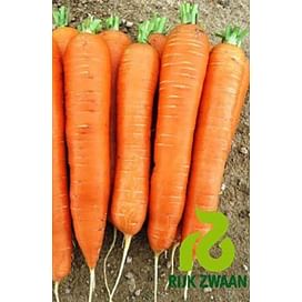 Джерада F1 семена моркови Нантес (калибр 1,6-1,8) ранней Rijk Zwaan/Рийк Цваан
