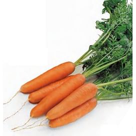 Джерада F1 семена моркови Нантес (калибр 1,8-2,0) Rijk Zwaan/Рийк Цваан