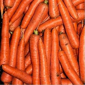 Морелия F1 семена моркови Нантес (1,6-1,8) среднеспелой Rijk Zwaan/Рийк Цваан