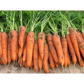 Трафорд F1 семена моркови Флаке (1,6-1,8) среднеподней Rijk Zwaan/Рийк Цваан