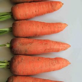 Танжерина F1 семена моркови (калибр. 1,8-2,0 мм) 100 000 семян Taki Seed/Такии Сидс
