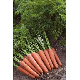 Аурантина F1 семена моркови 100 000 семян Taki Seed/Такии Сидс