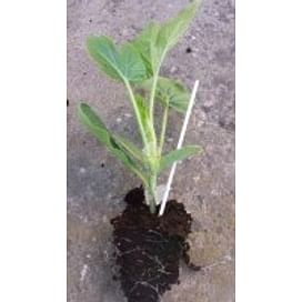 Шинтоза семена подвоя для арбуза и огурца 250 семян NongWoo Bio
