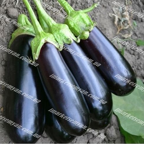 Нарвал F1 семена баклажана 1 000 семян Lark Seeds/Ларк Сидс