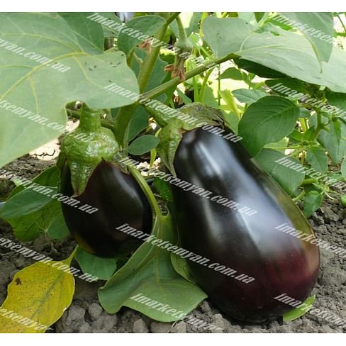 Модар F1 новинка семена баклажана 1 000 семян Lark Seeds/Ларк Сидс