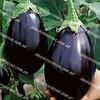 Черный красавец семена баклажана среднего 25 грамм Semenaoptom/Семенаоптом