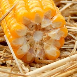 МВ 170 (MV 170) семена кукурузы 1 мешок Химагромаркетинг