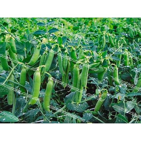 Макси Голд семена гороха овощного раннего 1 килограмм Agri Saaten