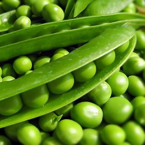 Сомервуд семена гороха овощного среднепозднего Syngenta/Сингента