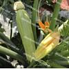 Ясна F1 семена кабачка раннего светло-зеленого 500 семян Clause/Клоз