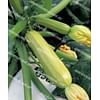 Элеонор F1 семена кабачка раннего светло-зеленого United Genetics