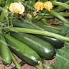 Аниса F1 семена цуккини раннего зеленого 500 семян Hazera
