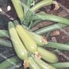 Эзра F1 семена кабачка раннего светло-зеленого Hazera