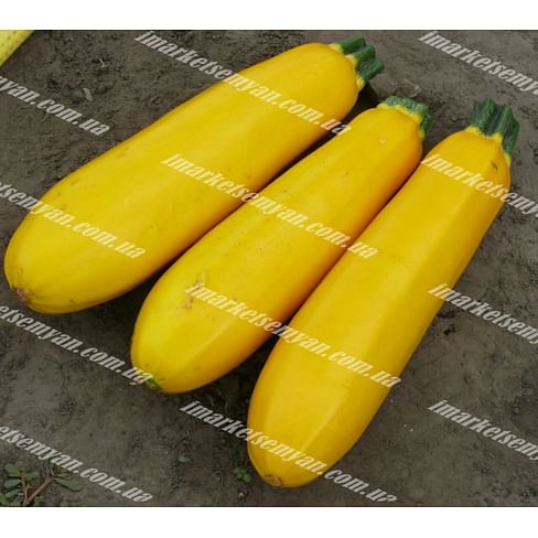 Голдстика F1 семена кабачка 500 семян Lark Seeds/Ларк Сидс