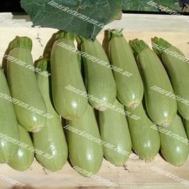 Асма F1 семена кабачка раннего светло-зеленого Clause/Клоз