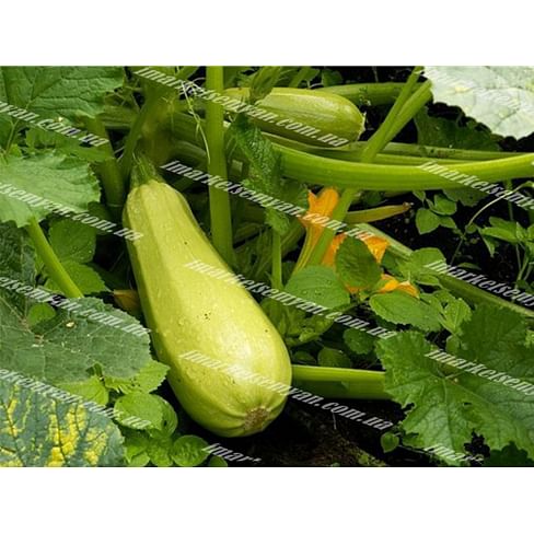 AGX-225 F1 семена кабачка тип Искандер 1 000 семян Agri Saaten