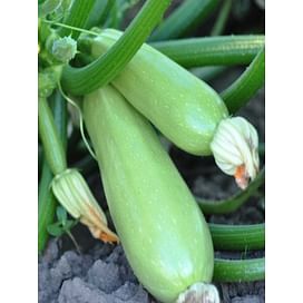 Атилла F1 семена кабачка раннего светло-зеленого Lucky Seed