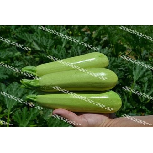 Теренум F1 новинка семена кабачка Lark Seeds/Ларк Сидс